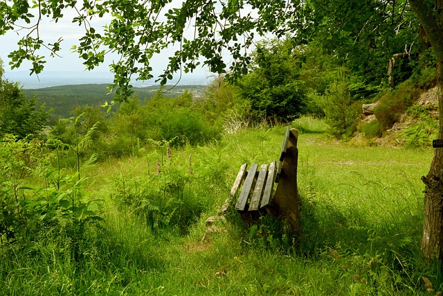 赛的桂冠 赛的桂冠